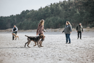Hundetraining