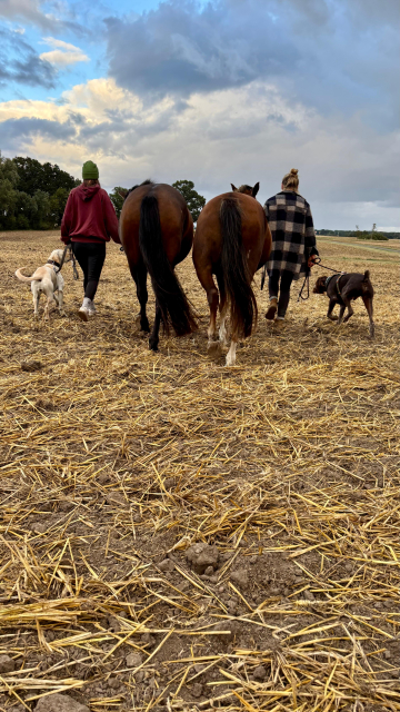 Hund und Pferd